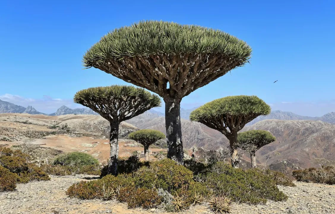 شجرة دم الأخوين - سقطرى 